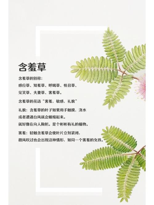 含羞草影院在线观看指南｜最新影视资源、免费追剧平台、高清流畅播放体验